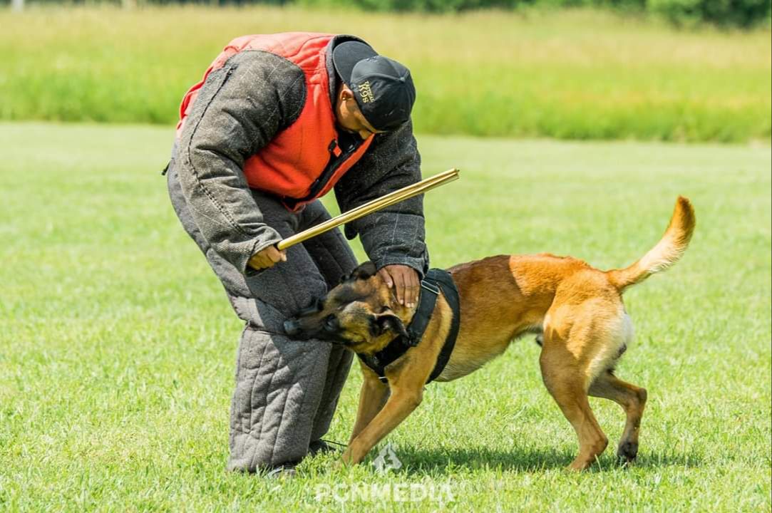 Protection dog training