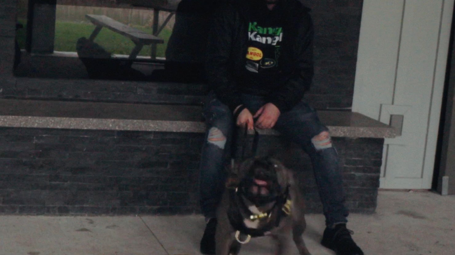 Before training — a reactive, hard-to-handle dog