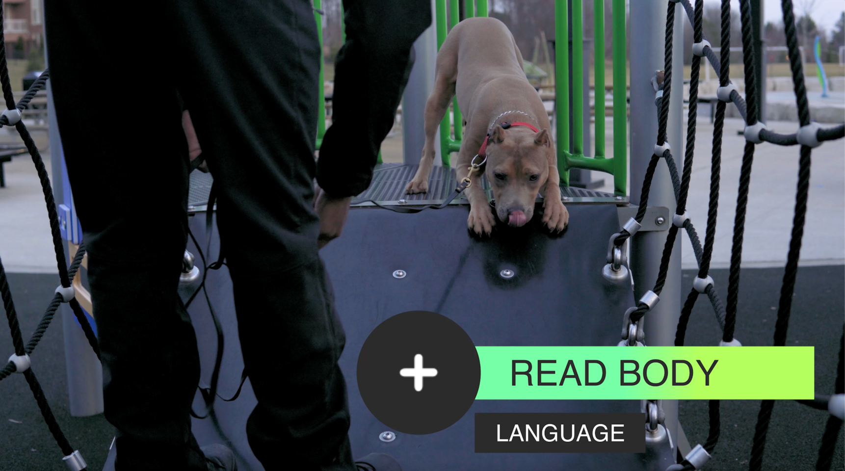 Competition Style Obedience & Sport