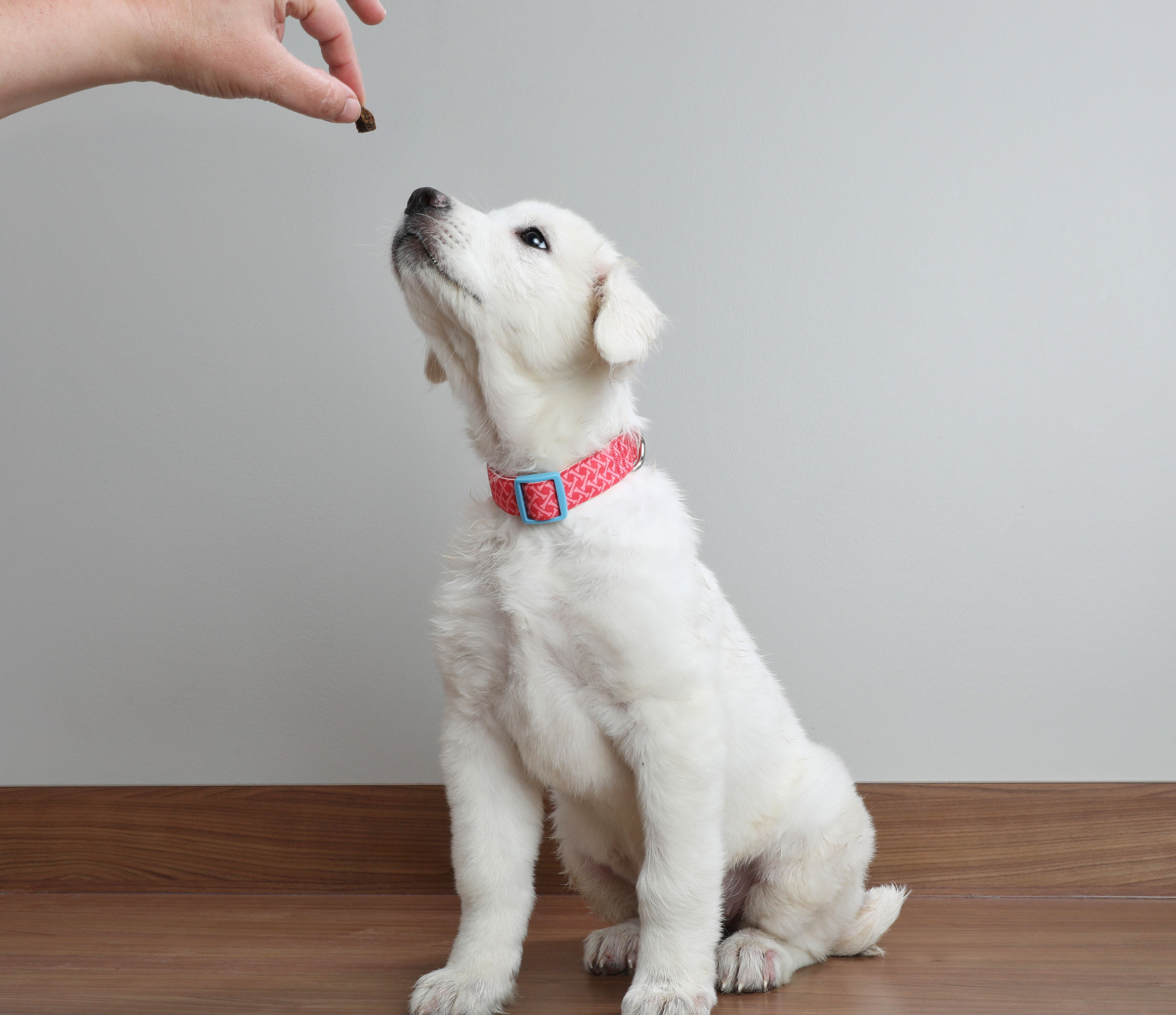 A dog waiting for guidance