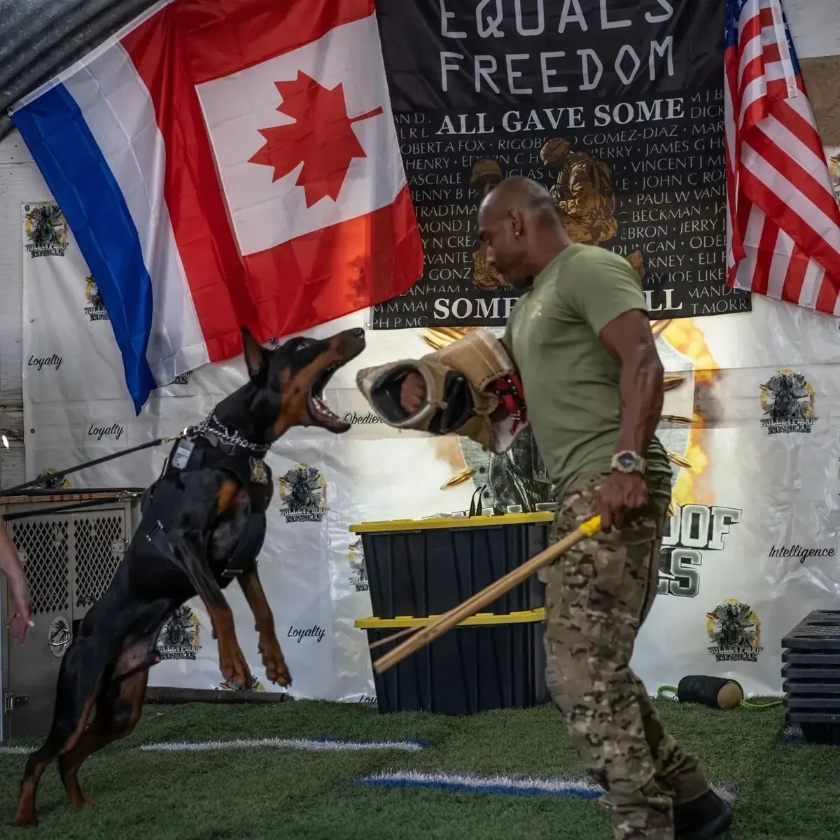 Doberman engaging the sleeve during a protection demonstration