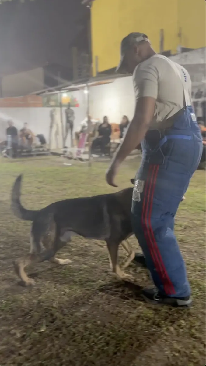 Jeremy handling a working dog during an evening training session abroad