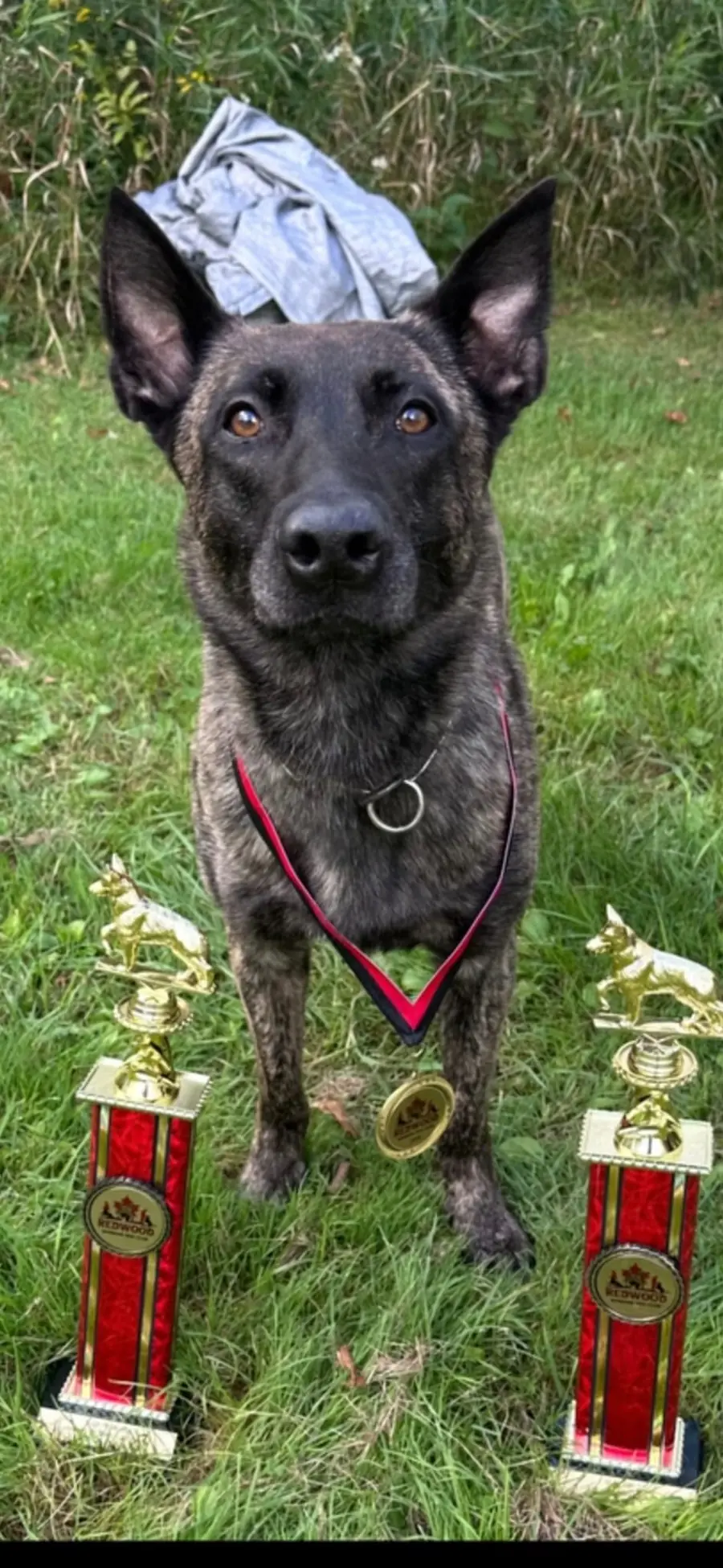 Brindle working dog wearing a competition medal between two trophies