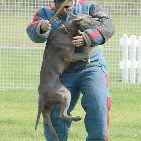 Pit bull driving into a decoy wearing a full protection suit