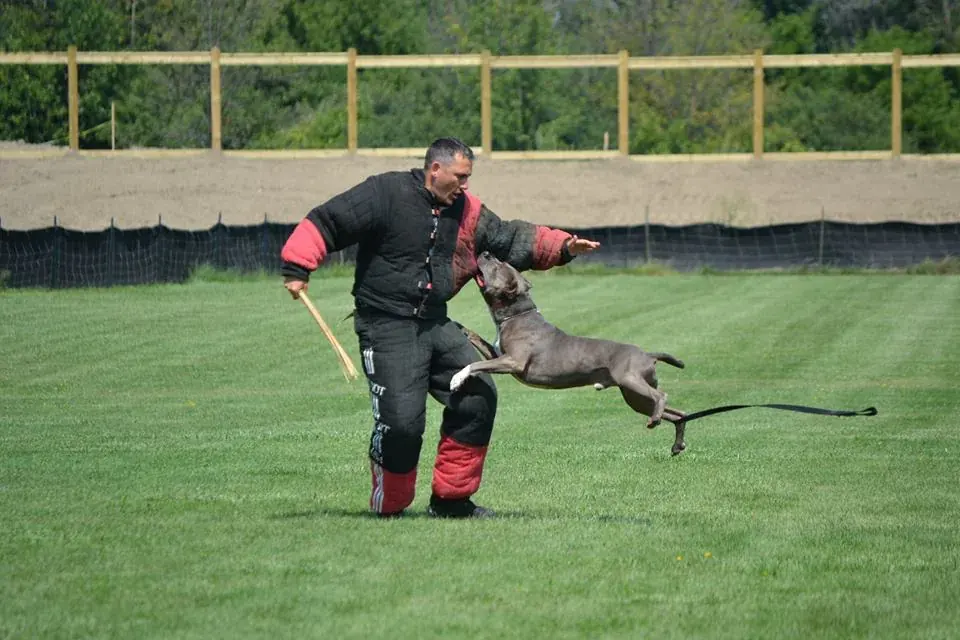 Pit bull engaging a decoy in a padded suit during PSA protection work
