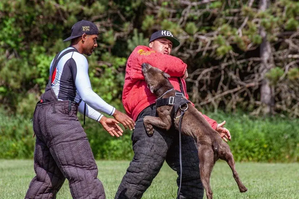 Jeremy handling his pit bull during a PSA protection exercise with a helper