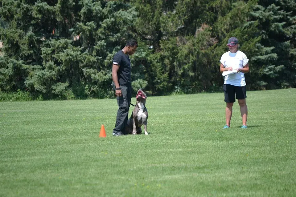 Jeremy heeling his pit bull past a judge during a PSA obedience routine